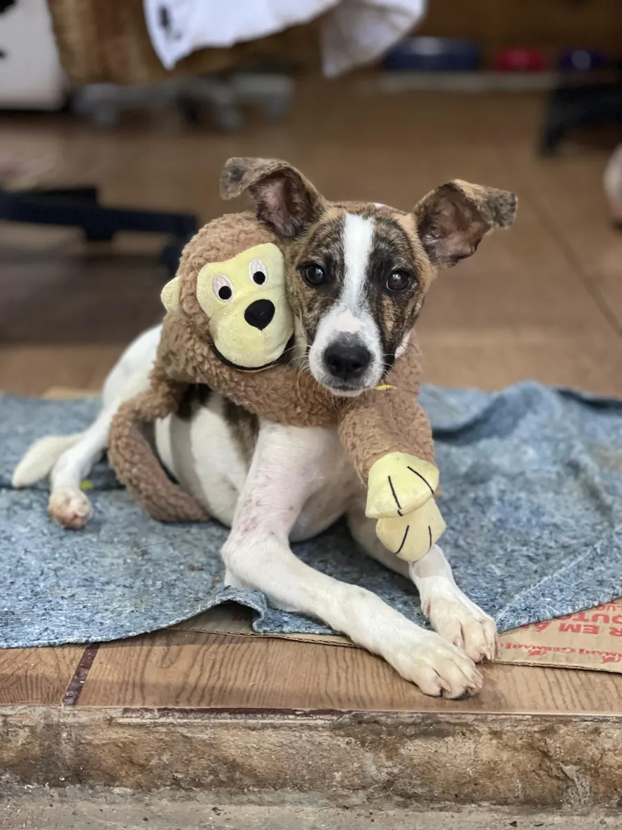 Cachorro de pelagem branca e caramelo, deitado em um cobertor e abraçado a um macaquinho de pelúcia, olhando para a câmera