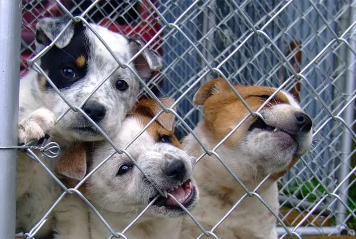 Três filhotes de cachorro espiando por uma cerca de arame