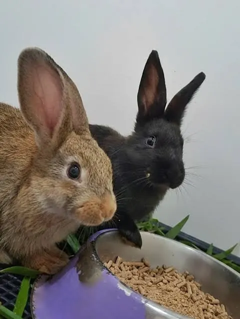 Dois coelhos, um marrom e um preto, perto de um pote de ração