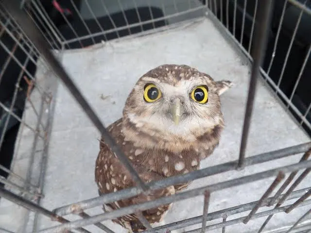 Coruja de olhos amarelos olhando para cima de dentro de uma gaiola