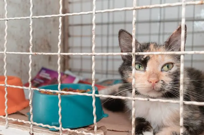 Gata de pelagem tricolor olhando por entre as grades de uma gaiola, ao lado de um pote de ração