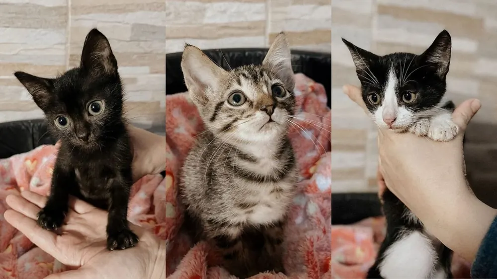 Três gatinhos filhotes, um preto, um rajado e um preto e branco, no colo de pessoas
